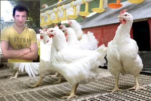 Vištgaudžiai iš Lietuvos nori pamokyti Angliją