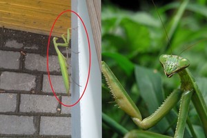 Į Lietuvą iš Lenkijos atpūtė keistos išvaizdos plėšrūnų