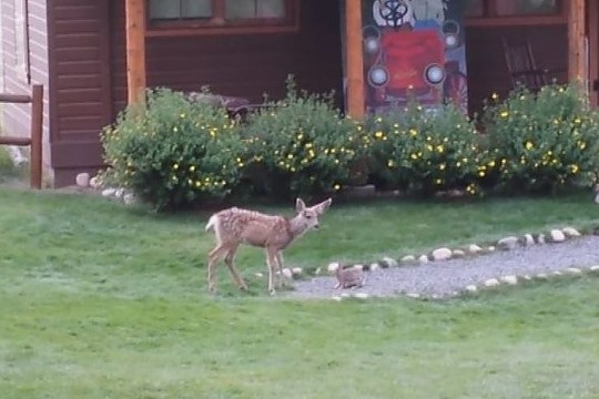 Netikėtą reginį kieme užfiksavę žmonės liko nustebę