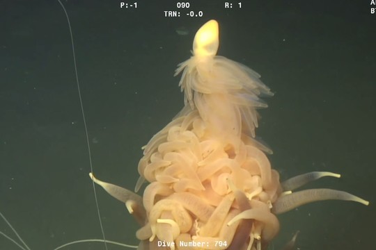 Vandenyno gelmėse užfiksavo neregėtą būtybę