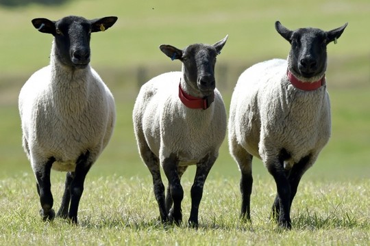 Karaliaus Lyro istoriją Londono teatre vaidina devynios avys
