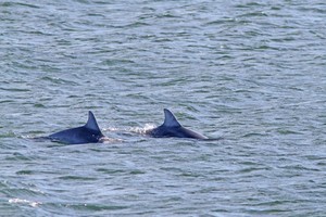 Į Baltijos jūrą atklydusiems delfinams gresia mirtis