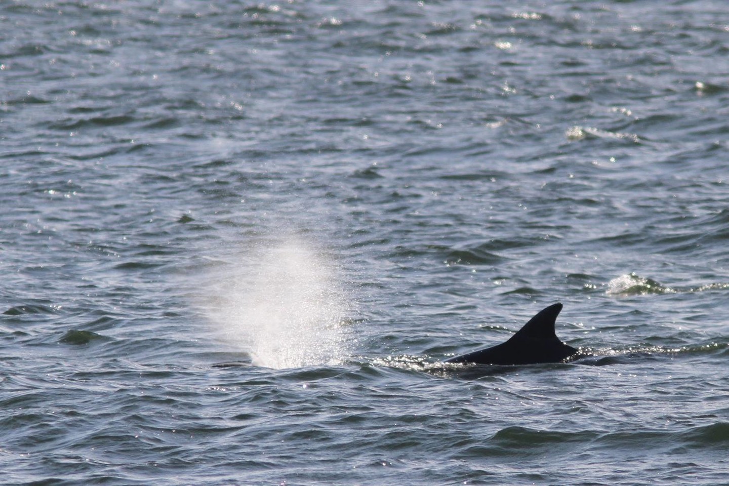 Prie Smiltynės pastebėtiems delfinams Baltijos jūra nebus svetinga.<br>J. Morkūno nuotr.
