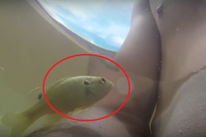 Žuvelė vyrui iškrėtė pokštą, kurį jis dar ilgai prisimins