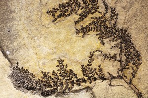 Mokslininkai surado seniausią gėlę pasaulyje