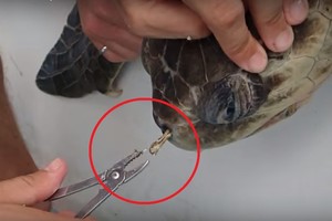 Kraupus radinys jūrų vėžlio nosyje sukrėtė net visko mačiusius