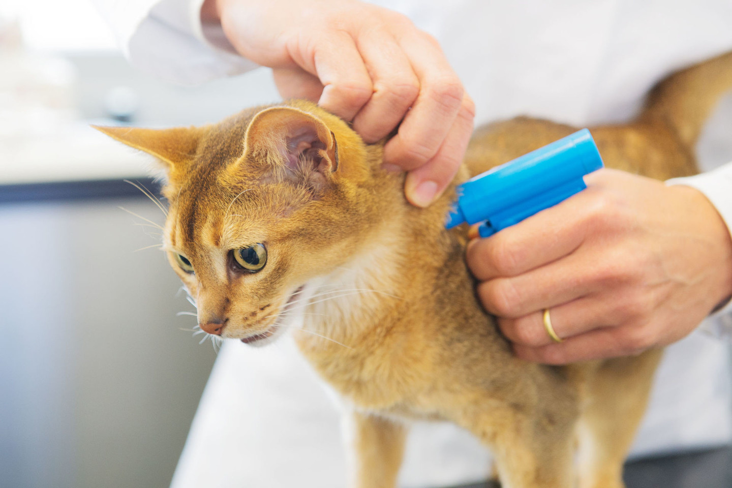 Pažymėti gyvūną poodine mikroschema teks pas veterinarijos gydytoją. Už tokią paslaugą jie ims mokestį.