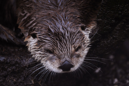 Į Transsibiro geležinkelio kabelius nusitaikė graužikai