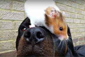 Gražu žiūrėti: šuns ir žiurkėno draugystė pradžiugins kiekvieną