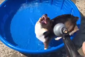 Linksmas vaizdelis: korgio siaubas – vandens žarna