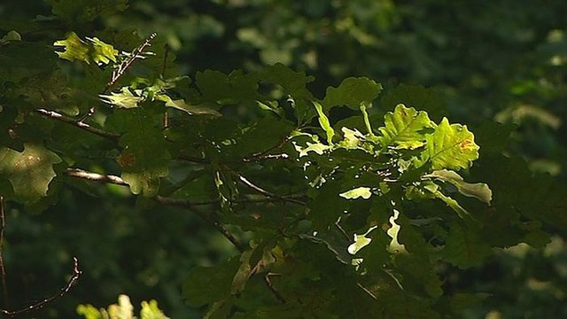 Lietuvoje kasmet suformuojama 800 hektarų naujų ąžuolynų (I)