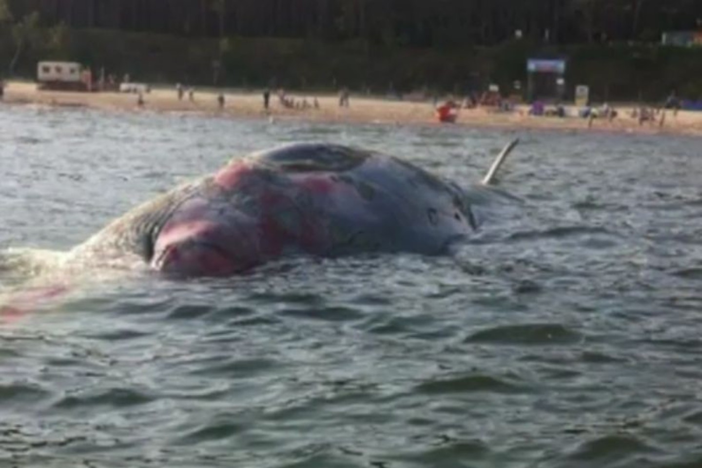 Negyvas banginis plūduriavo vos 100 metrų nuo kranto.<br>lrytas.lt stopkadras