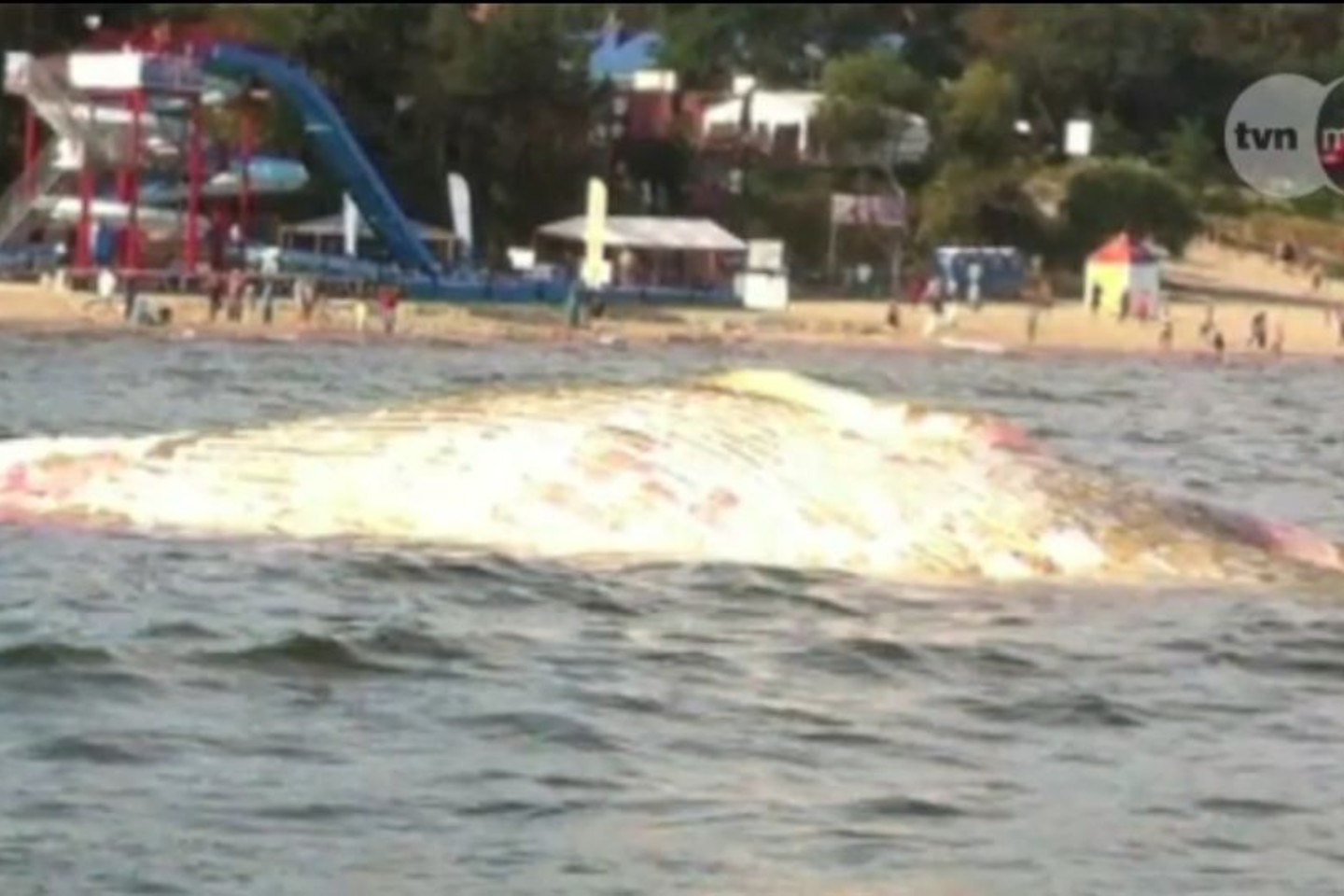 Negyvas banginis plūduriavo vos 100 metrų nuo kranto.<br>lrytas.lt stopkadras