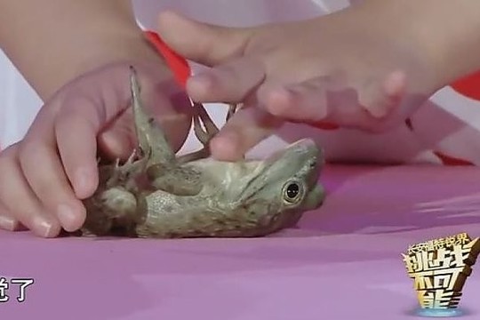 Įspūdingas talentas: mergaitė balsu užmigdė 5 gyvūnus