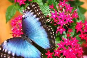 Verta pamatyti: Lietuvoje ritasi stulbinančio grožio drugeliai