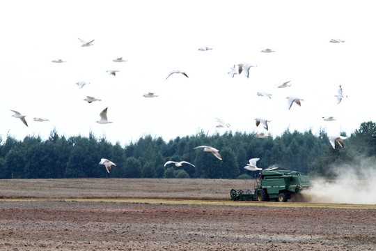 Javapjūtėms darbams talkina karštas rugpjūtis