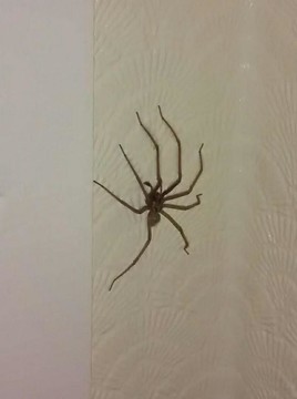 Į Jungtinės Karalystės gyventojų namus plūsta vorai siaubūnai