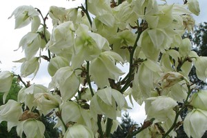 Įspūdingo žiedyno gėlė – ukmergiškės kiemo karalienė