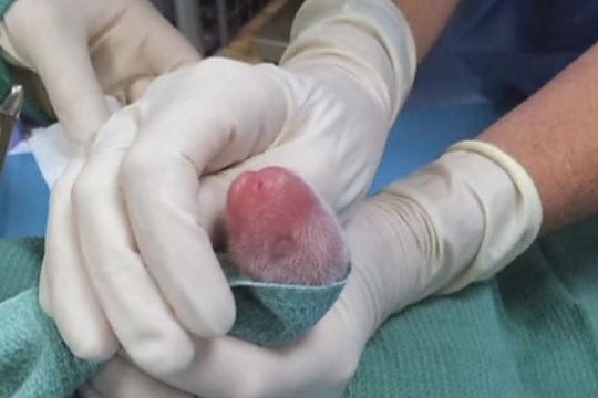 Nepavyko išsaugoti motinos atstumto pandos mažylio gyvybės