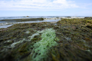 Pavojus Baltijos jūroje: saugotis reikėtų visai ne medūzų