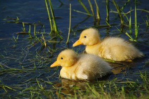 Vištyčio ežero vardo paslaptys: tai nesusiję su paukščiukais