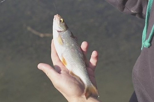 Patarimai, kaip žvejoti karosus Nemune (II)