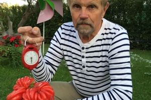 Vilniečio darže užaugo pomidoras milžinas