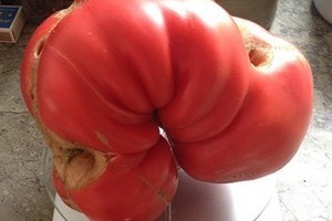 Stebuklingo dydžio daržovės alytiškių šiltnamyje dera be trąšų