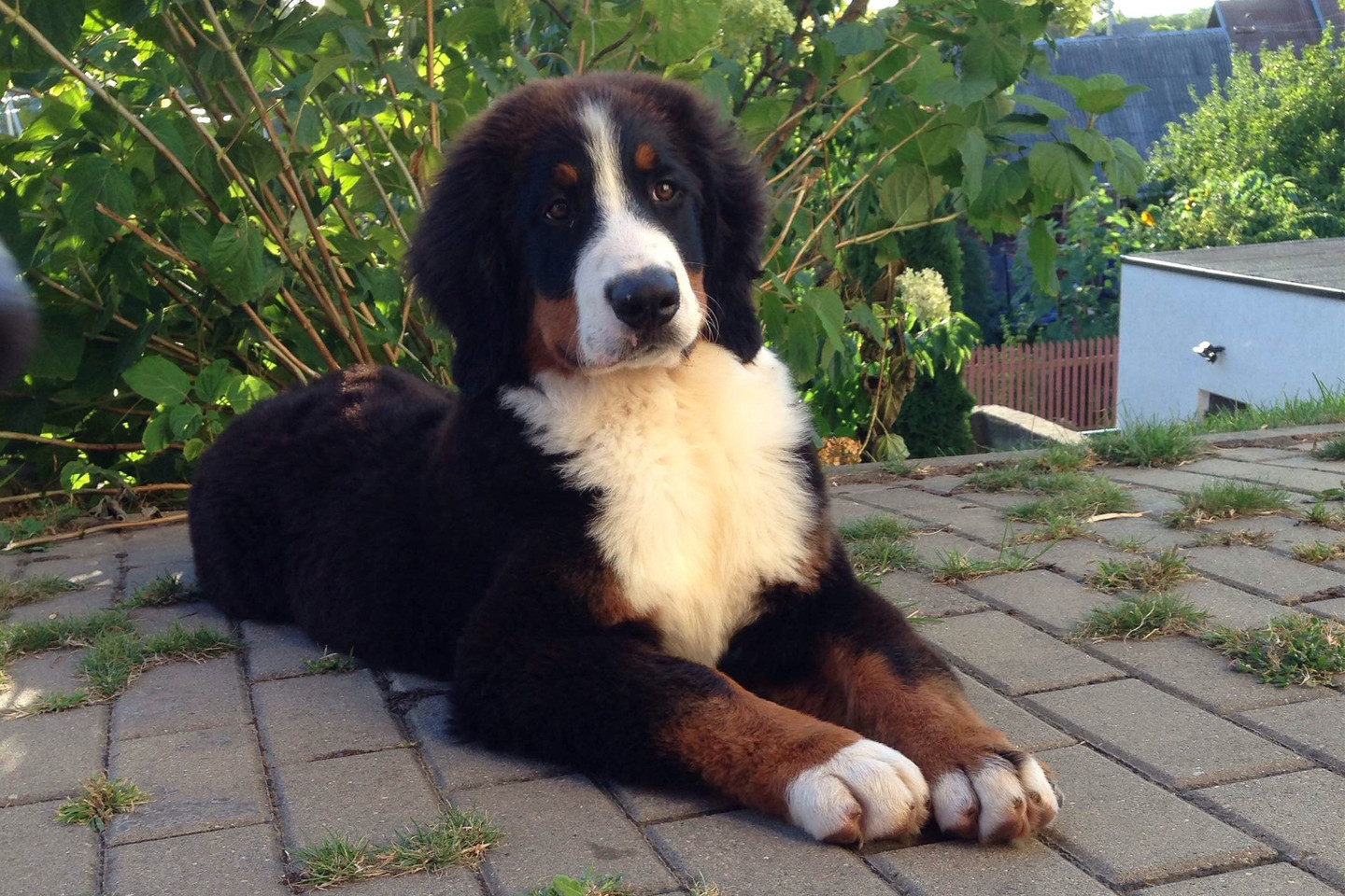 Vakar, Rugsėjo 1-ąją Naujanerių sodų bendrijoje (prie Balsių, Žaliųjų ežerų) dingo Berno zenenhundų veislės 4 mėnesių šuniukas.