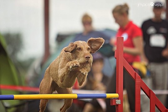 „Toto“ fiestoje – įspūdingi dresuotų šunų pasirodymai