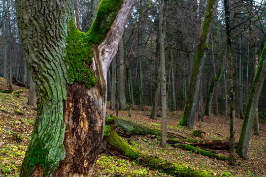 Išsilaikys vėsūs, rudeniški orai