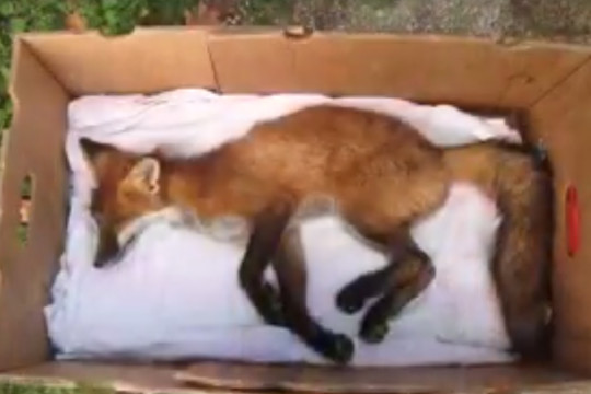 Sužeista lapė gyva liko tik per stebuklą