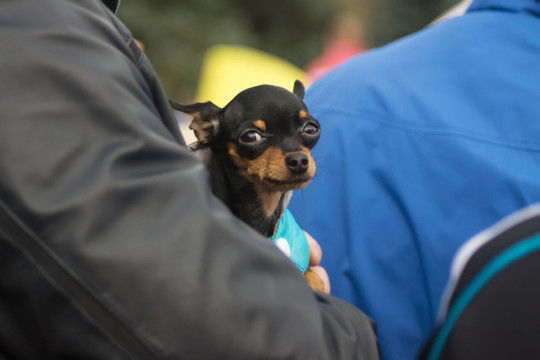 Pigiai pirko grynaveislį šunį: užaugo toks, kokio nesitikėjo