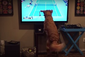 Šeimininkai nufilmavo, ką žiūrėdamas tenisą išdarinėja jų šuo