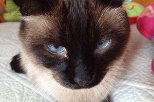 Siamo katiną auginančią moterį stebina ypatingas jo elgesys