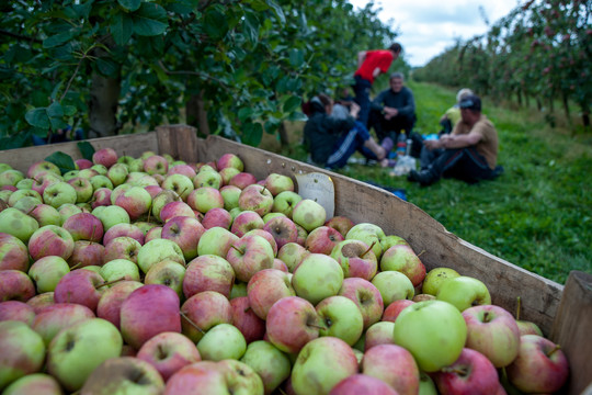 Skynėjai rūšiuojami lyg obuoliai – pagal jėgas ir veido spalvą