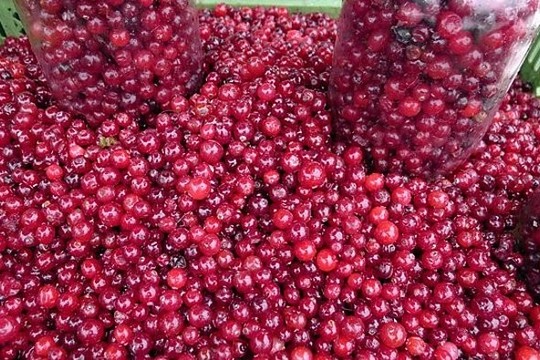 Lietuvoje prasidėjo spanguolių sezonas