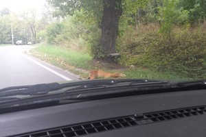 Pirmadienį Vilniuje moteris užfiksavo dramatišką vaizdą