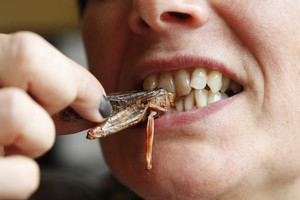 Ateities aukso kasyklos – maistui skirtų vabzdžių fermos