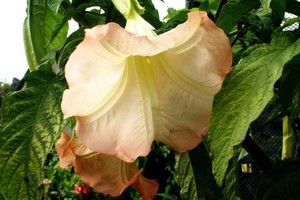 Išvydę dzūkės kiemo gėles žmonės mano, jog tai turtuolių valdos