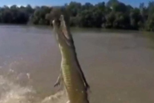 Neįtikėtini akrobatiniai krokodilo triukai gaudant masalą