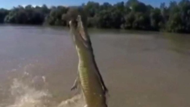 Neįtikėtini akrobatiniai krokodilo triukai gaudant masalą