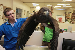 Žmonės pakenkė jūriniam ereliui – jis turbūt niekada neskraidys