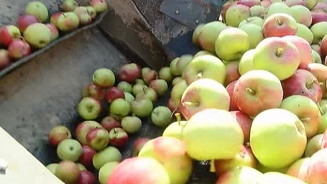Prastas obuolių derlius gerokai kilstelėjo jų supirkimo kainą