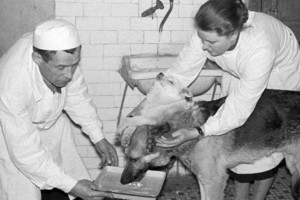 Tikrieji frankenšteinai – klaiki galvų persodinimo istorija