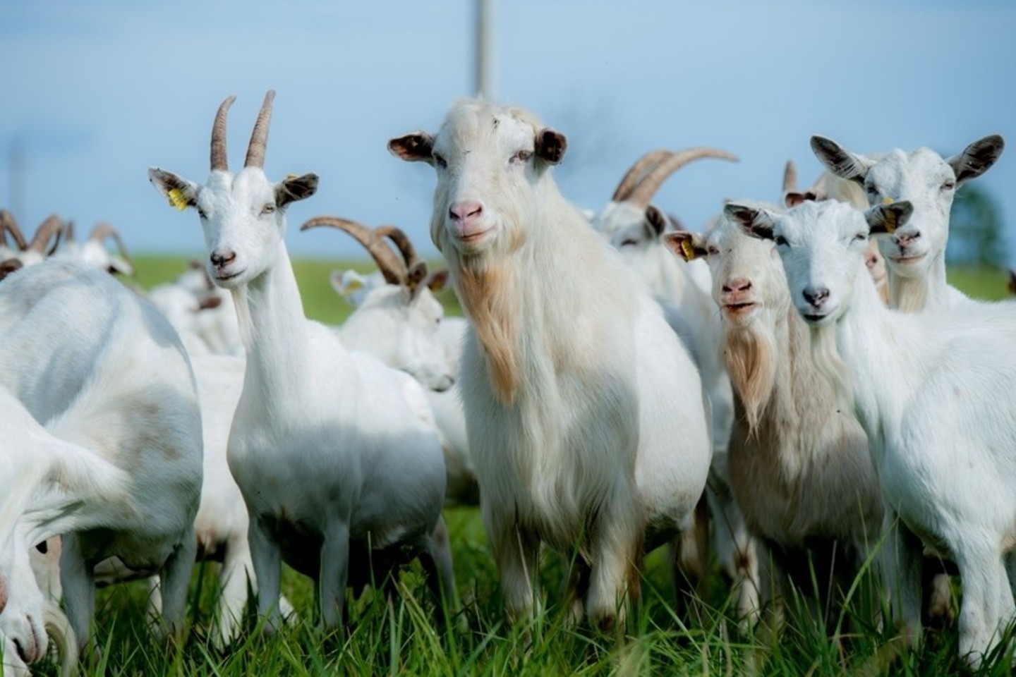 Ūkininkės auginamų ožkų pienas neturi specifinio kvapo.<br>V.Ščiavinsko nuotr.