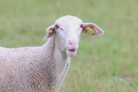 Avių augintojai siekia teisingos konkurencijos (I)