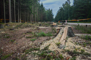 Prie Olando Kepurės skardžio – per 100 iškirstų medžių