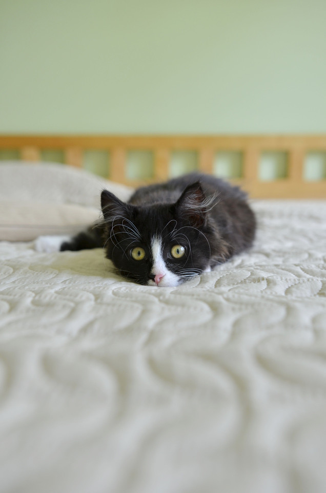 Pažiūrėkite į šio kačiuko akytes – gal norėtumėte tokį žvilgsnį matyti kas rytą, vos pabudę?<br>„Naminukų“ nuotr.