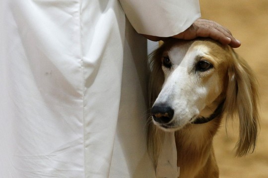 Egzotiškos veislės šunų parodoje – kova dėl gražiausiojo titulo